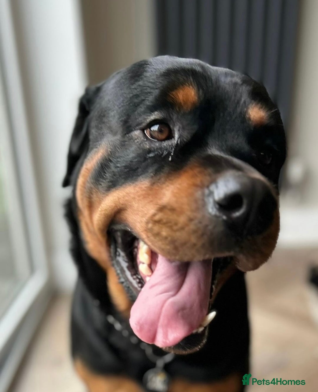 Rottweiler dogs for sale: Purebred Rottweiler Puppy – Ready for Loving Home - Advert 6