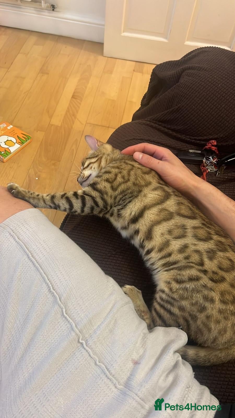 Bengal cats Beautiful x bengals ready to be rehomed - Advert 2