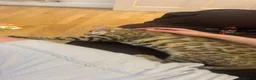 Bengal cats for sale: Beautiful x bengals ready to be rehomed - Advert 6