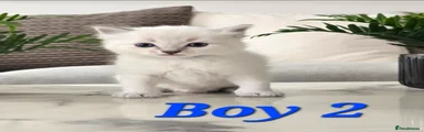 Ragdoll Kitten Boy 2