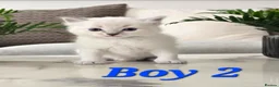 Ragdoll cats for sale: 🤍Pure Ragdoll Blue Point & Lynx Kittens Available - Advert 7