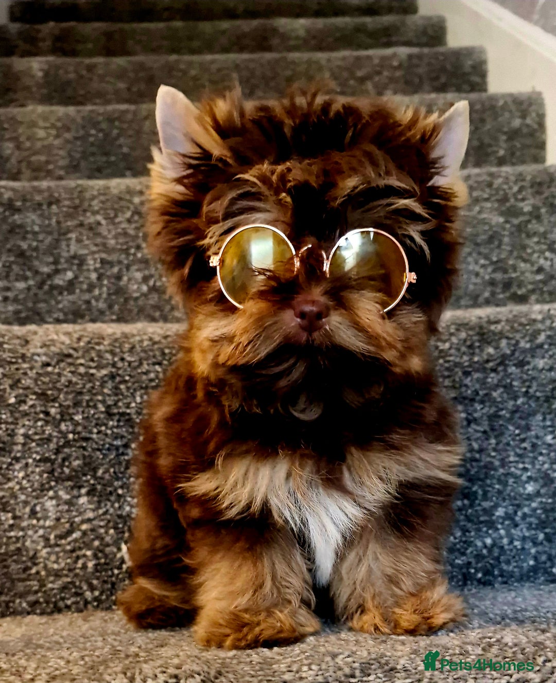Yorkshire Terrier dogs for sale: Chocolate Tiny Boy  - Image 2