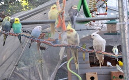 Budgerigars birds for sale: Take in / RESCUE any unwanted Birds/parrots - Image 14