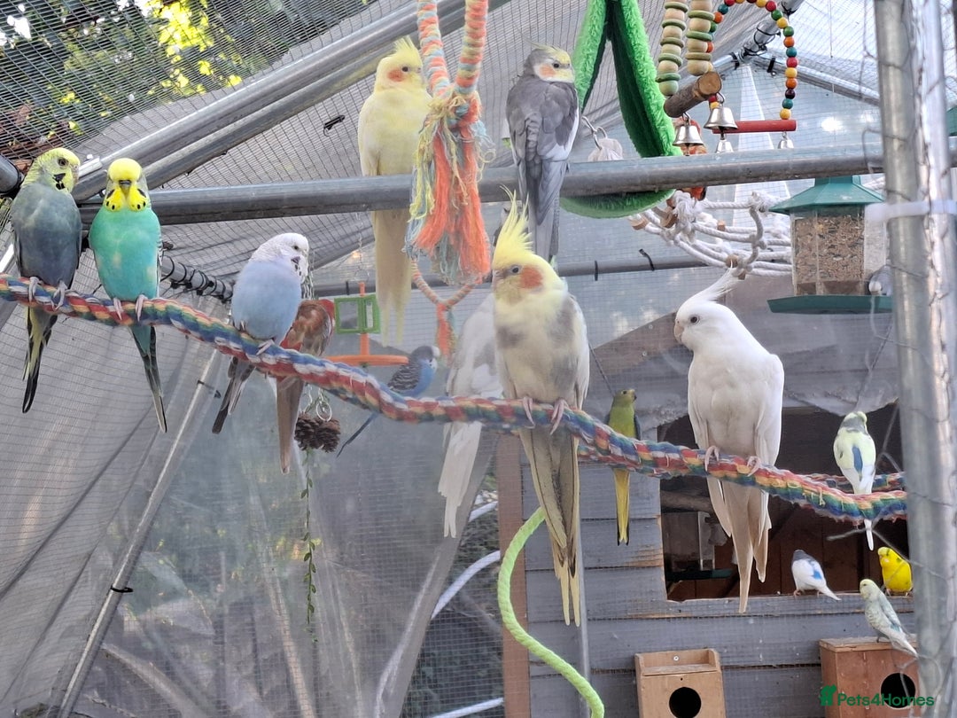 Budgerigars birds for sale: Take in / RESCUE any unwanted Birds/parrots - Image 14