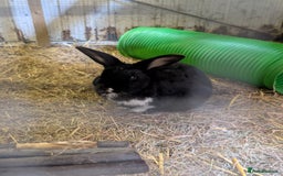 English rabbits for sale: Rabbit called Scout - Image 5