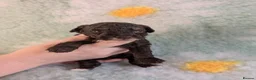 Toy Poodle dogs for sale: KC Reg DNA tested toy poodle pups - Advert 11