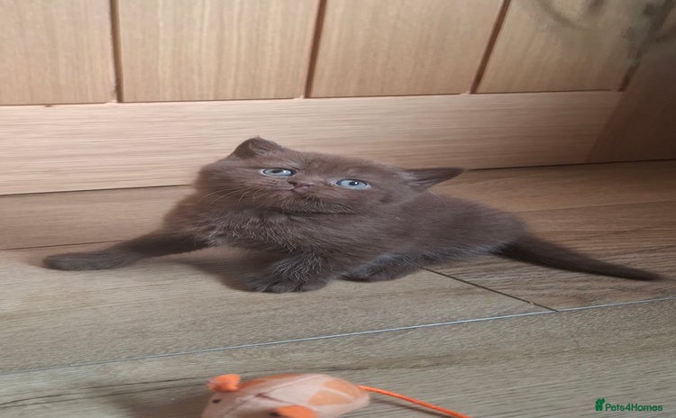 British Shorthair cats in Swadlincote - Advert 10