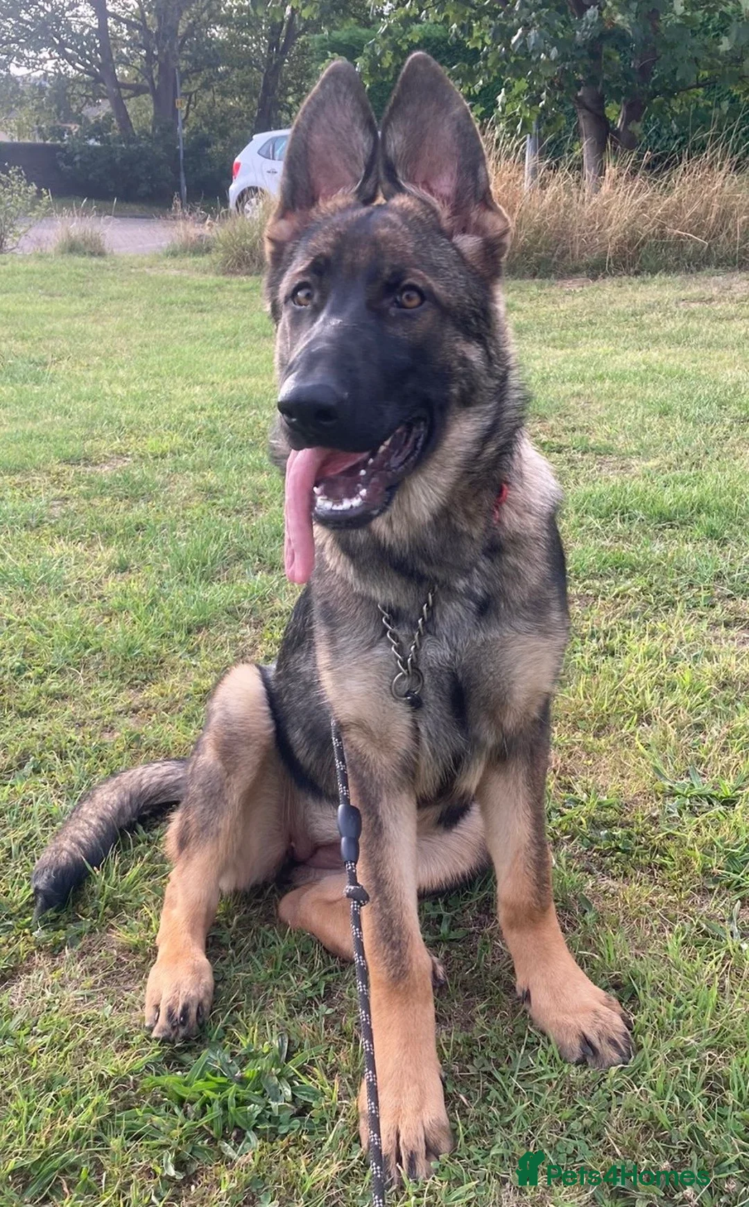 German Shepherd dogs for sale: Germ shepherd Czech girl for sale - Advert 2