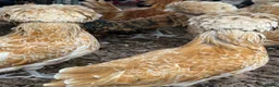 Chickens poultry for sale: Breeding set of POL chamois Polish & frizzle roo - Advert 4