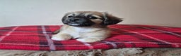 Pomchi dogs for sale: Beautiful chihuahua girl - Advert 9