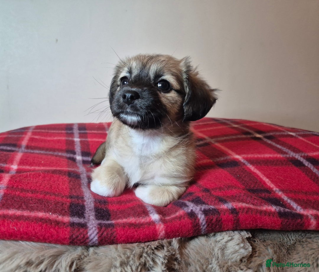 Pomchi dogs for sale: Beautiful chihuahua girl - Advert 9