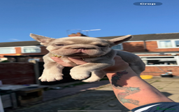 French Bulldog dogs for sale: ** frenchies  - Image 9