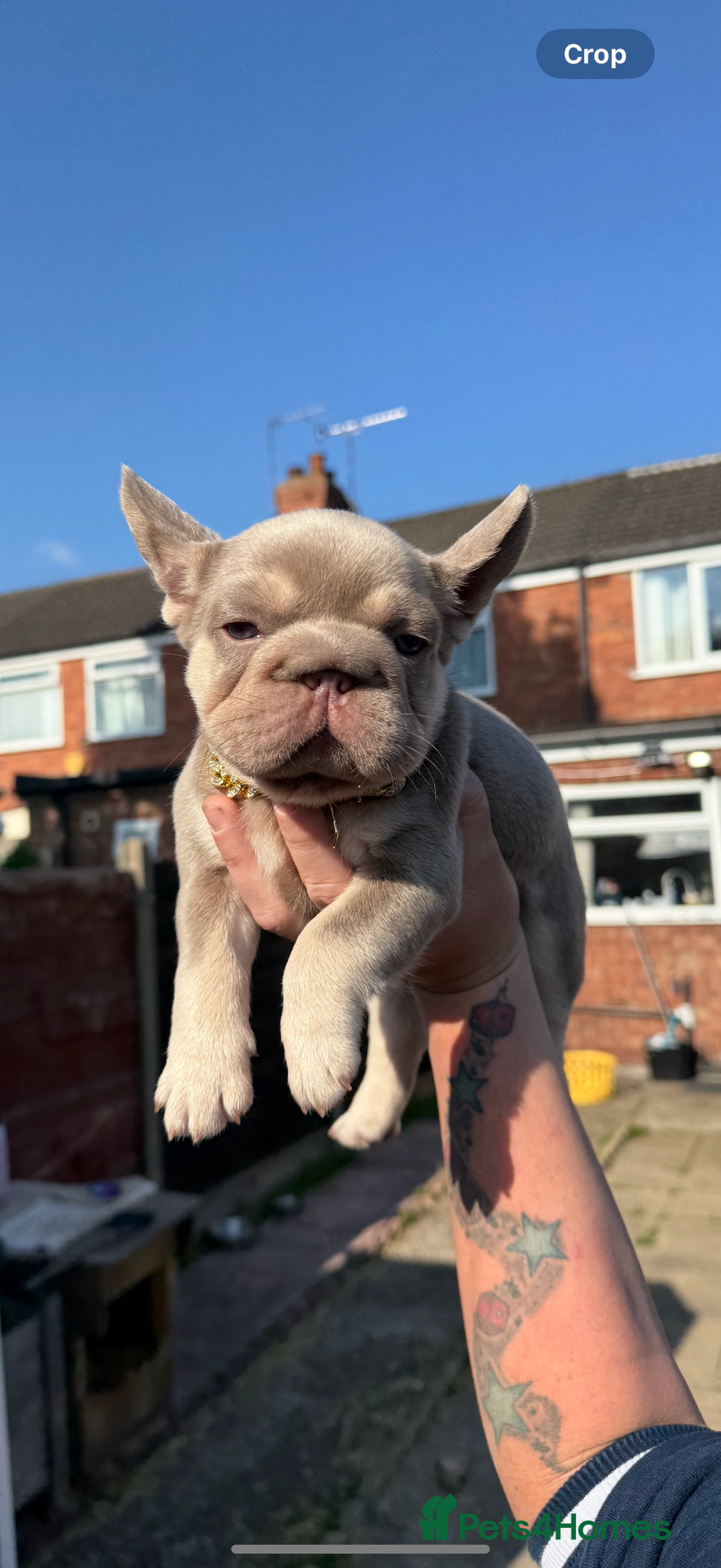 French Bulldog dogs for sale: ** frenchies  - Image 9