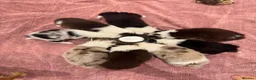 Border Collie dogs for sale: 6 amazing Border Collie puppies for sale in Darlington - Advert 5