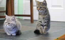 Persian cats for sale: ADORABLE RUSSIAN BLUE X PERSIAN KITTENS - Image 26