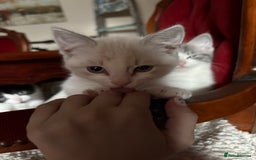Persian cats for sale: 4 Mixed Persian Kittens - Image 6