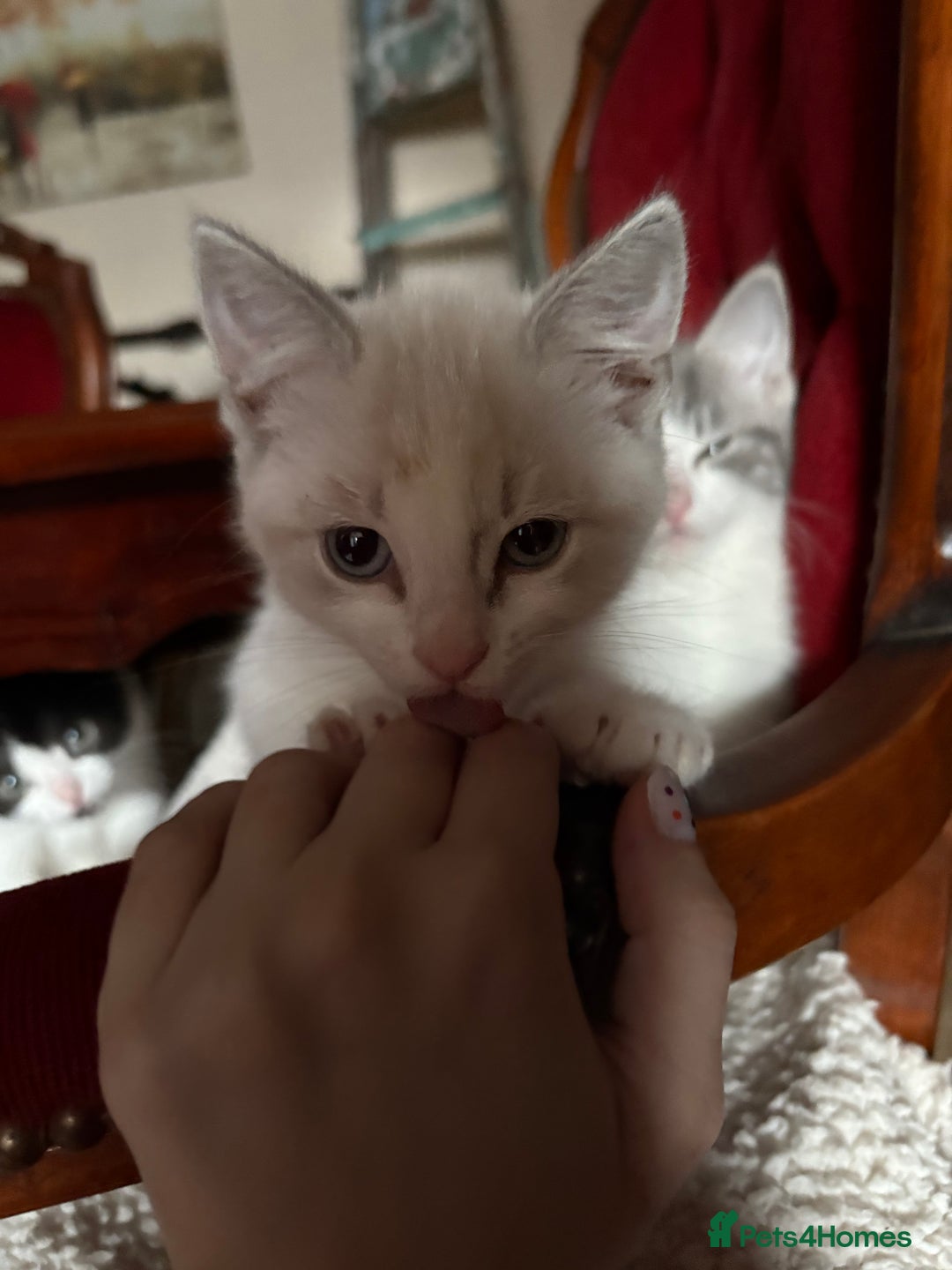 Persian cats for sale: 4 Mixed Persian Kittens - Image 6