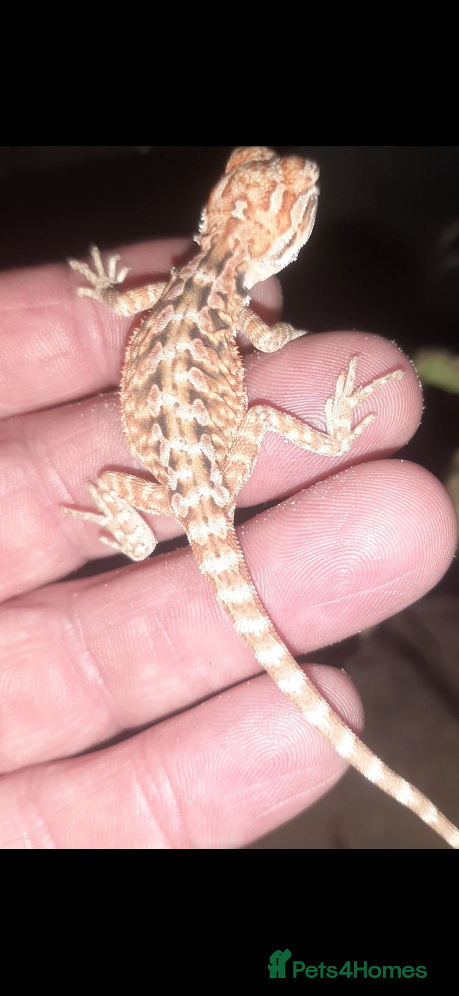 Bearded Dragon reptiles for sale: Beautiful Baby Bearded Dragons For Sale - Advert 9