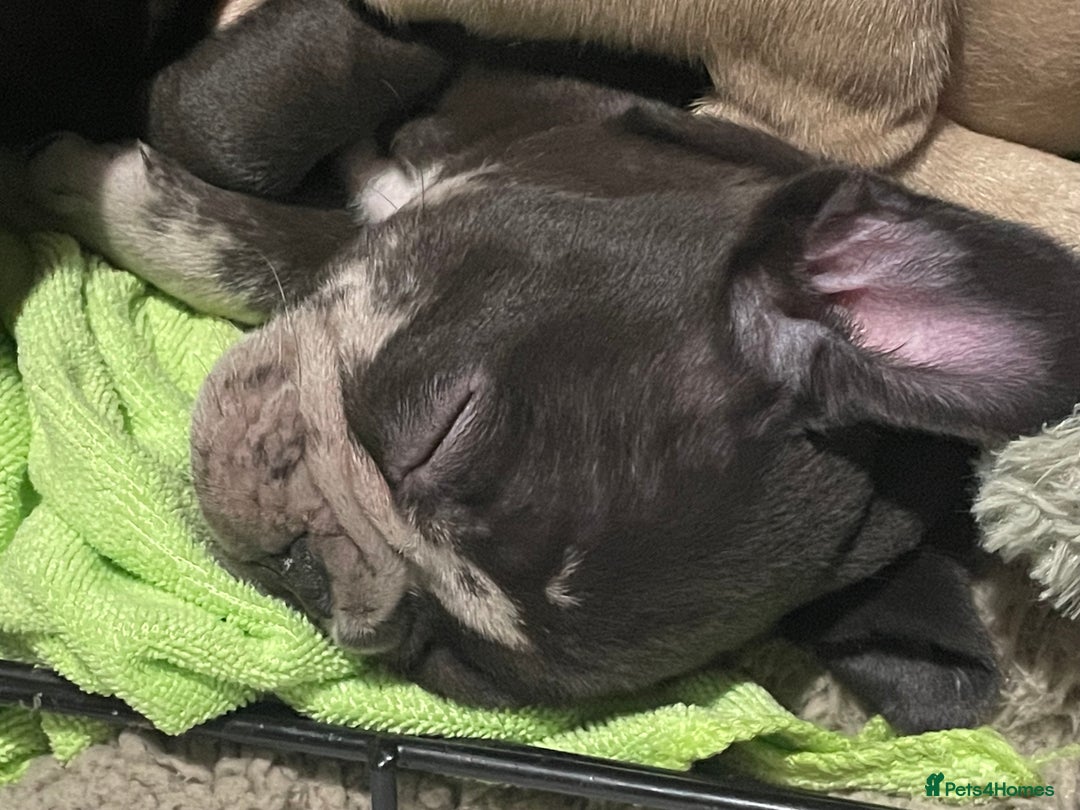 French Bulldog dogs for sale: Three boys left  - Advert 7