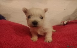 West Highland Terrier dogs for sale: Gorgeous KC registered Westie pups - Image 7