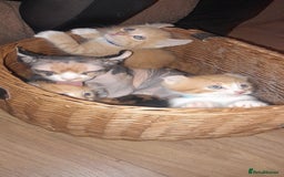 Sphynx cats for sale: Sphynx varient x ragdoll elf ears - Image 17