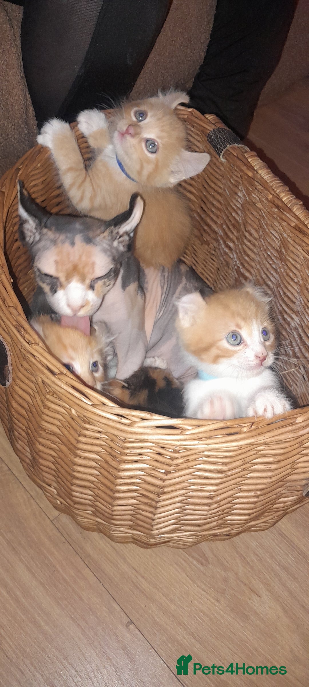 Sphynx cats for sale: Sphynx varient x ragdoll elf ears - Image 17
