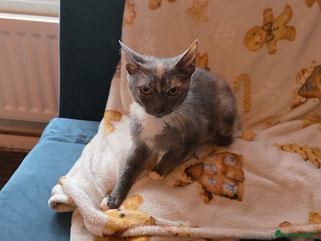 Mixed Breed cats for sale: Beautiful Female Kitten Looking for a Loving Home - Advert 2