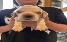 Cocker Spaniel dogs for sale: COME AND MEET US NOW Outstanding  show type - Image 4