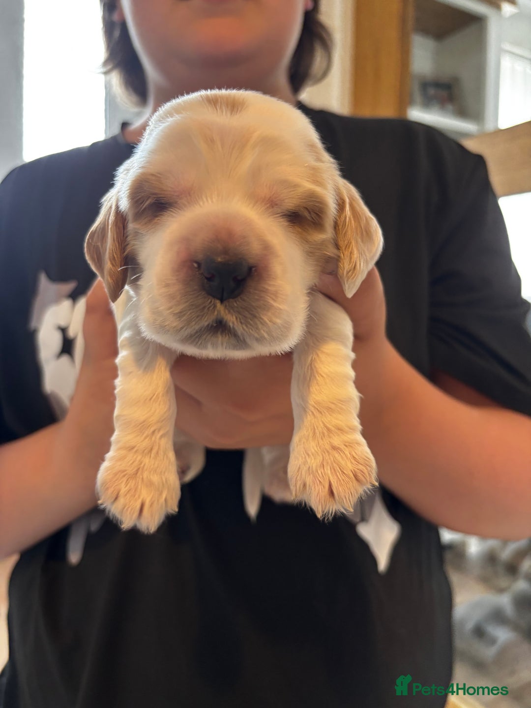 Cocker Spaniel dogs for sale: COME AND MEET US NOW Outstanding  show type - Image 4
