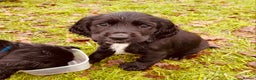Cocker Spaniel dogs for sale: Working Cocker Spaniel Puppies - Advert 5