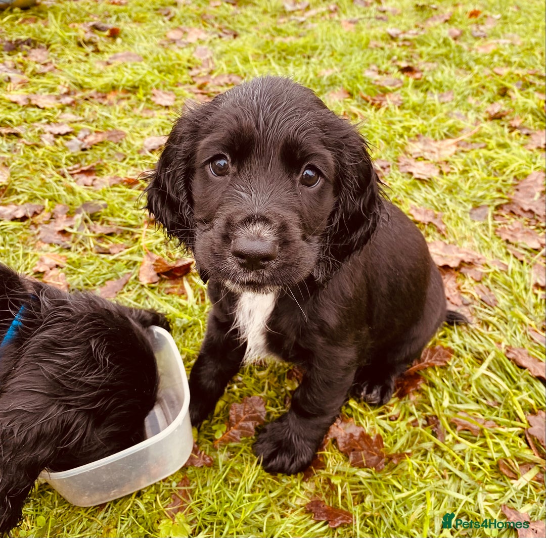 Cocker Spaniel dogs for sale: Working Cocker Spaniel Puppies - Advert 5