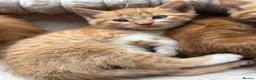 Mixed Breed cats for sale: Beautiful Ginger Kittens  - Advert 39