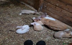 Continental Giant rabbits for sale: 8 baby continental giants  - Image 3