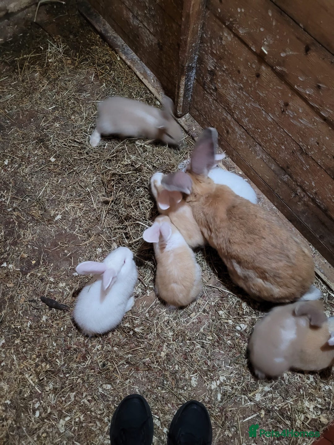 Continental Giant rabbits for sale: 8 baby continental giants  - Image 3