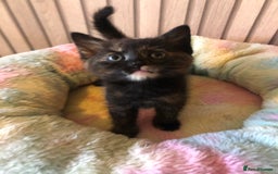 Mixed Breed cats for sale: Tabby boy  - Image 7