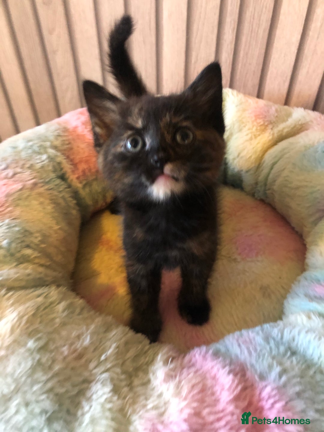 Mixed Breed cats for sale: Tabby boy  - Image 7