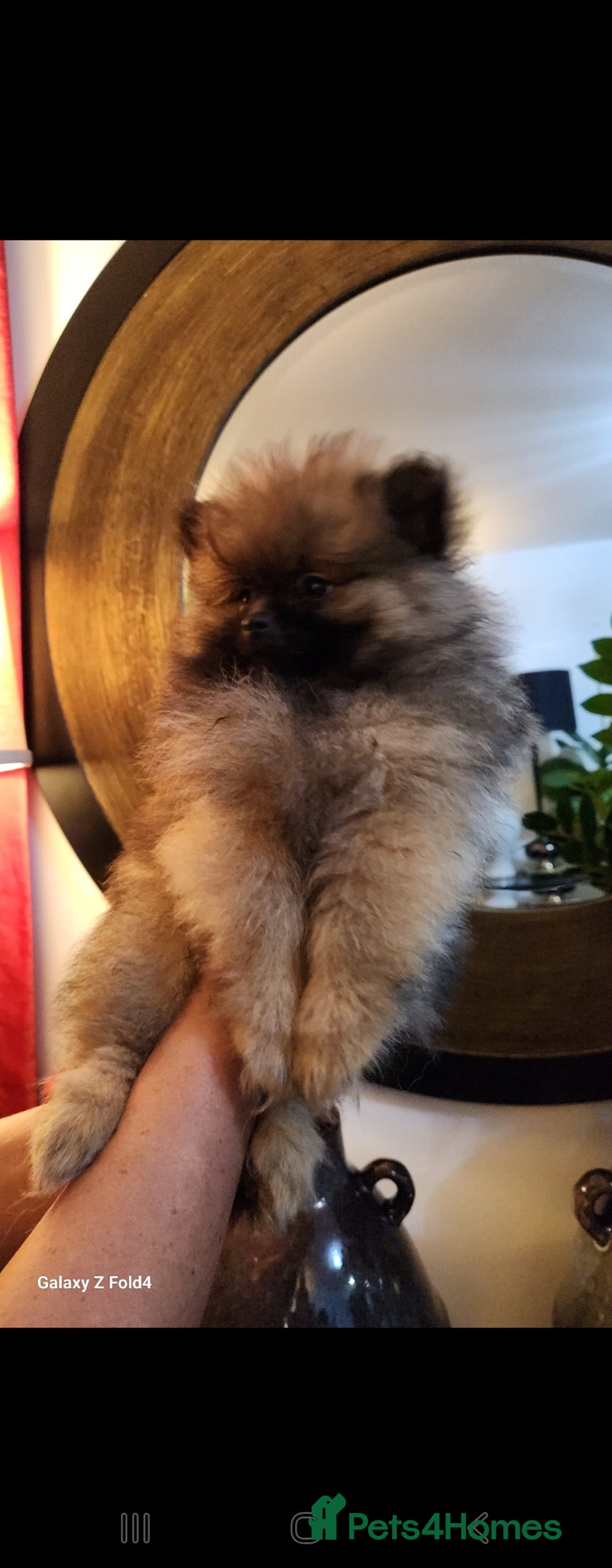 Pomeranian dogs for sale: Tiny Fluff-Balls looking for Forever Homes - Advert 8