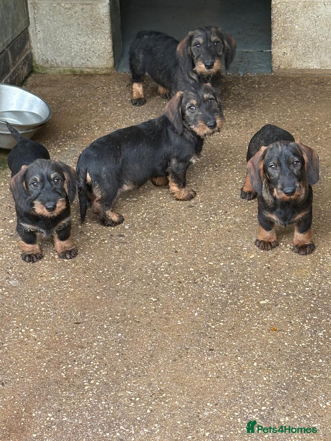 Dachshund dogs for sale: Ready now standard Wirehair dachshund (teckel)  - Advert 25