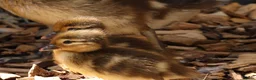Ducks poultry for sale: Mandarin ducklings x7  in Radstock - Advert 4