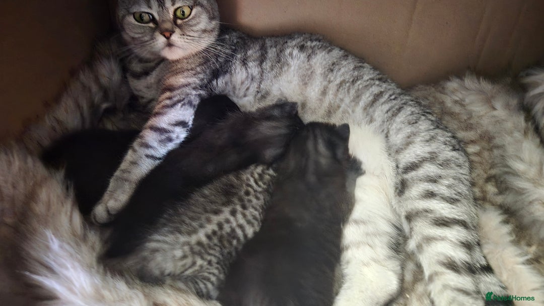 Scottish Fold cats for sale: RARE - Scottish Fold x Maine Coon Kittens!! - Image 14