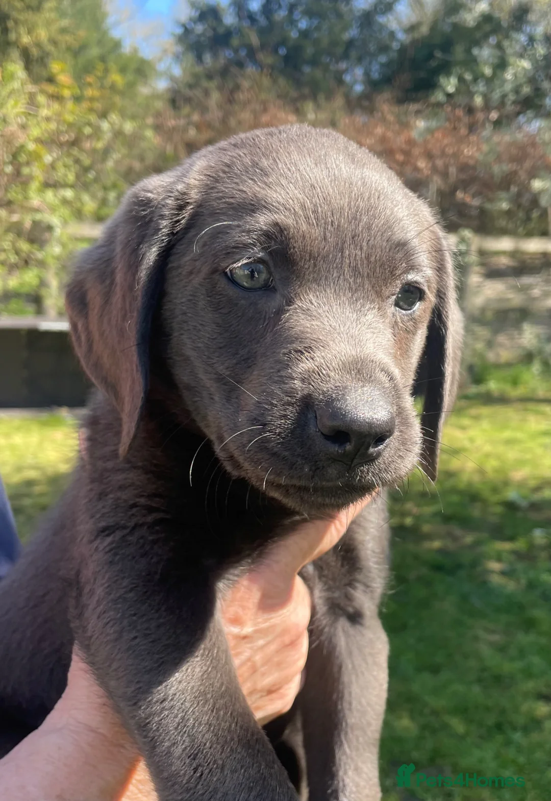 Labrador Retriever dogs for sale: READY NOW - KC, VET CHECK, 1st Vacine 5 🌟LICENCED - Advert 29