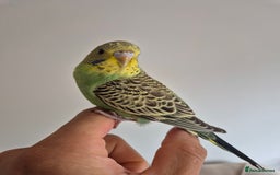 Budgerigars birds for sale: Tamed baby hen green - Image 1