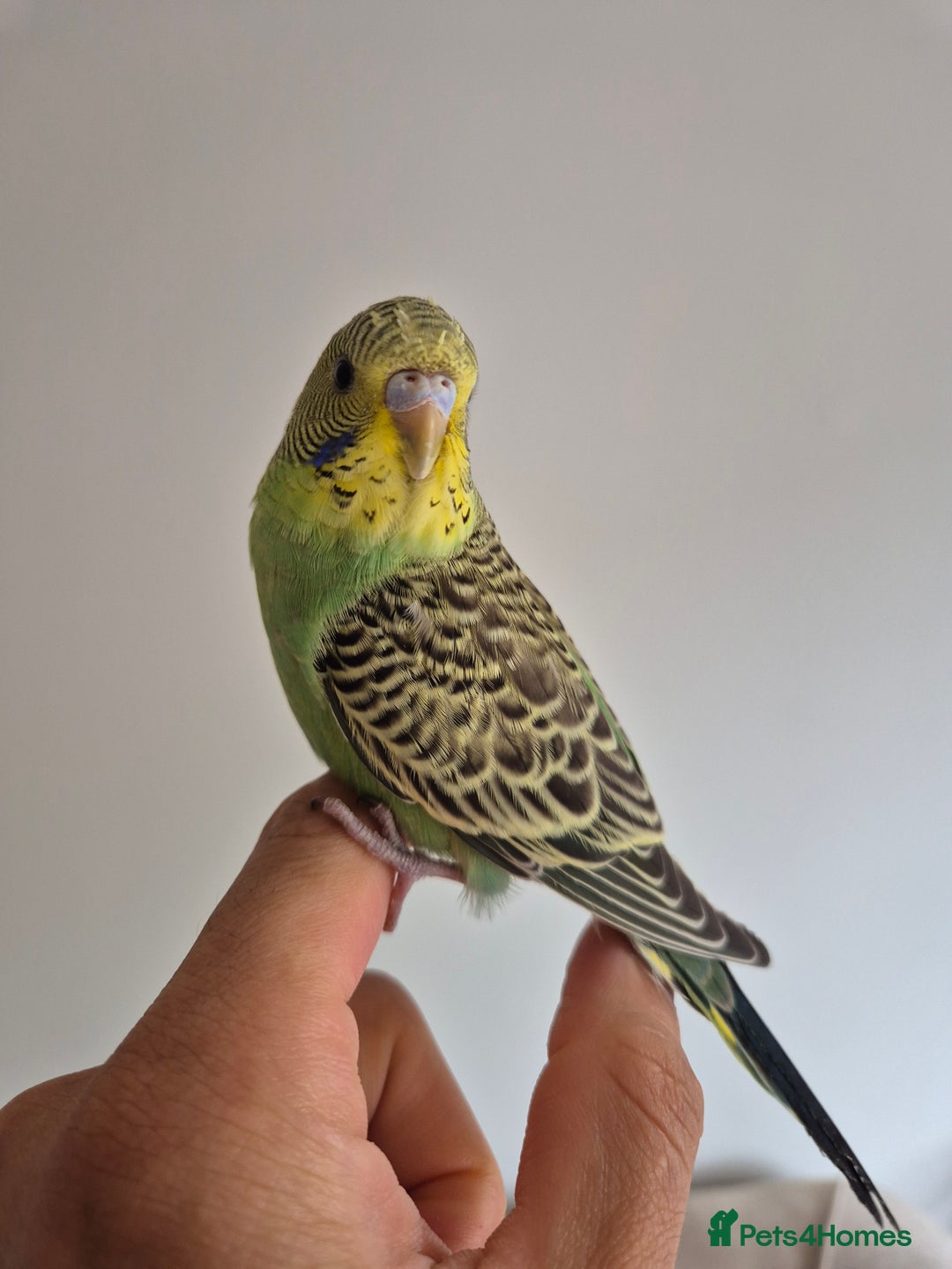 Budgerigars birds for sale: Tamed baby hen green - Image 1
