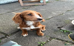 Sprocker dogs for sale: 6 month old female springer spaniel. - Image 3