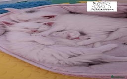 Maine Coon cats for sale: Adorable Purebred Maine Coon Kittens–GCCF/Pedigree - Image 6
