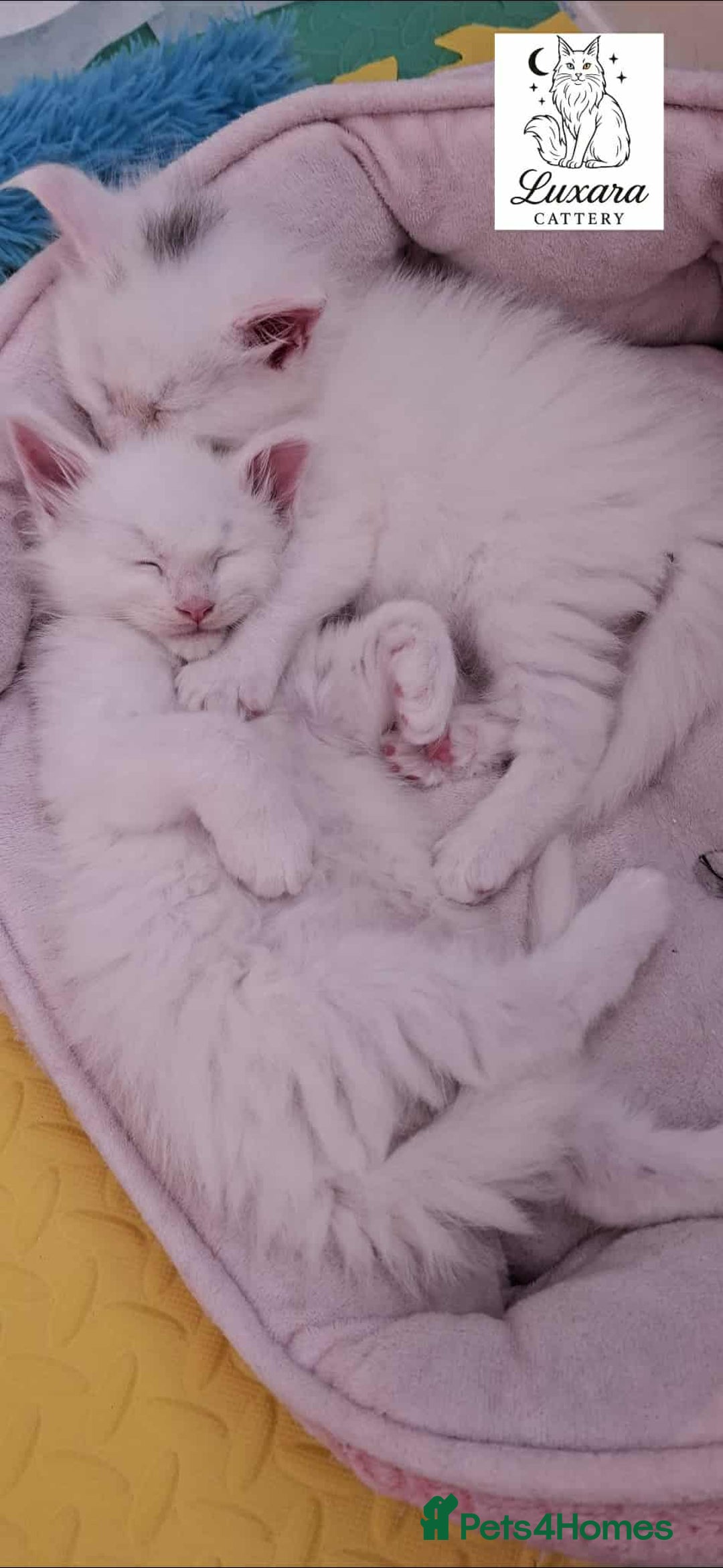 Maine Coon cats for sale: Adorable Purebred Maine Coon Kittens–GCCF/Pedigree - Image 6