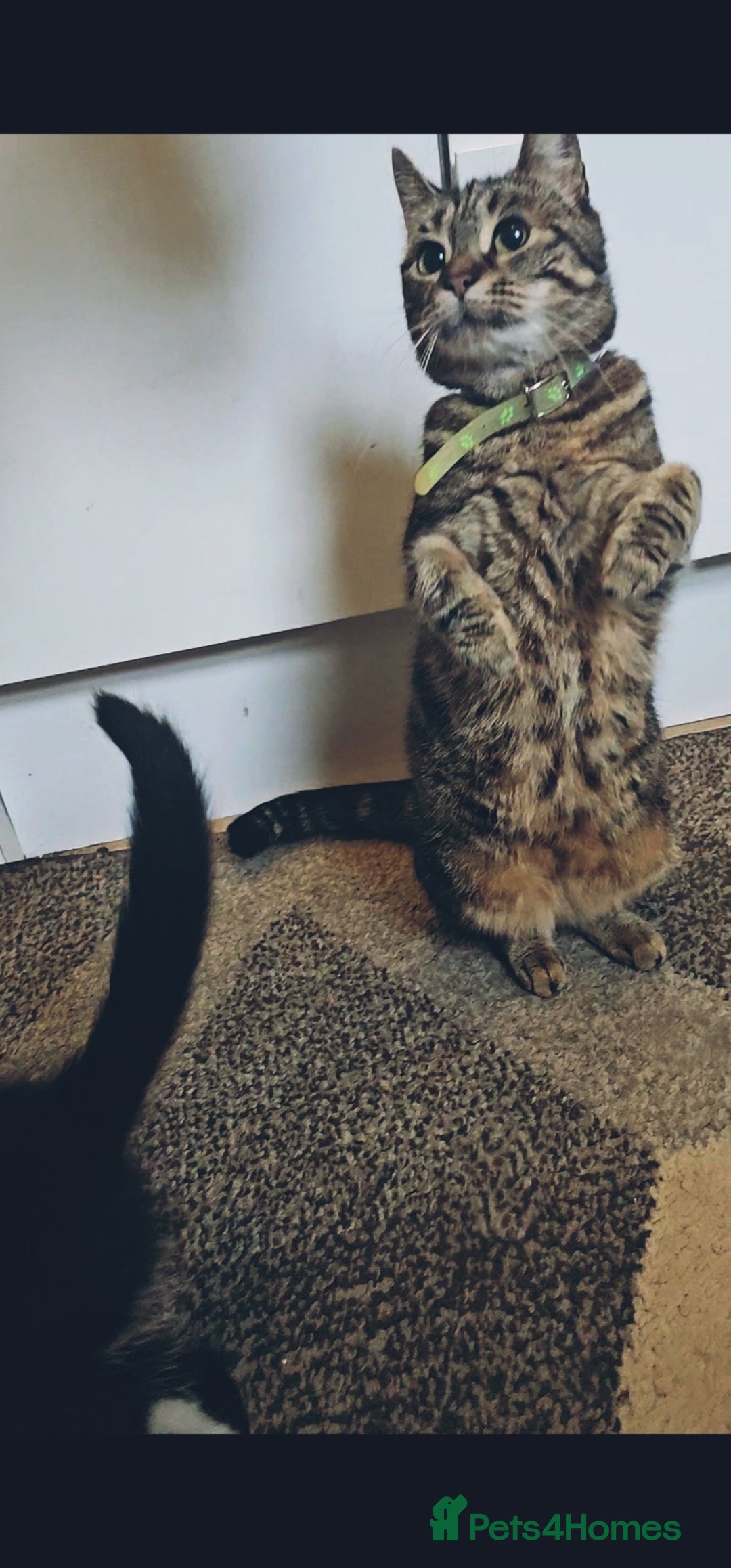 American Curl cats for sale: Amarican Curl Kitten  - Advert 1