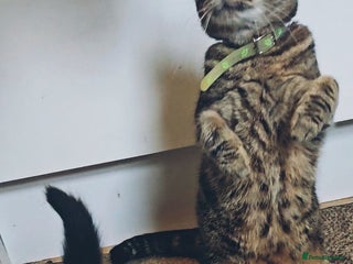 American Curl cats Amarican Curl Kitten - Advert 15