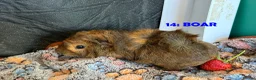 Guinea Pig rodents for sale: Various Guinea Pigs - Ready Now - Advert 27