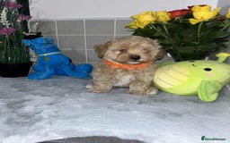 Maltipoo dogs for sale: Maltipoo - Image 7